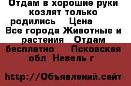 Отдам в хорошие руки козлят.только родились. › Цена ­ 20 - Все города Животные и растения » Отдам бесплатно   . Псковская обл.,Невель г.